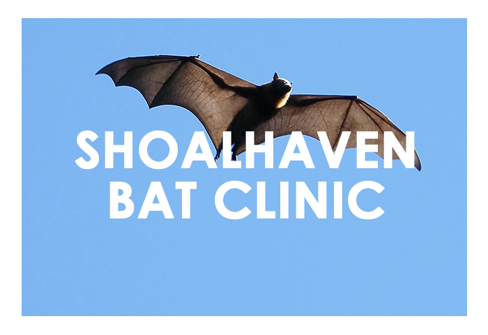 Learn about the Shoalhaven Bat Clinic