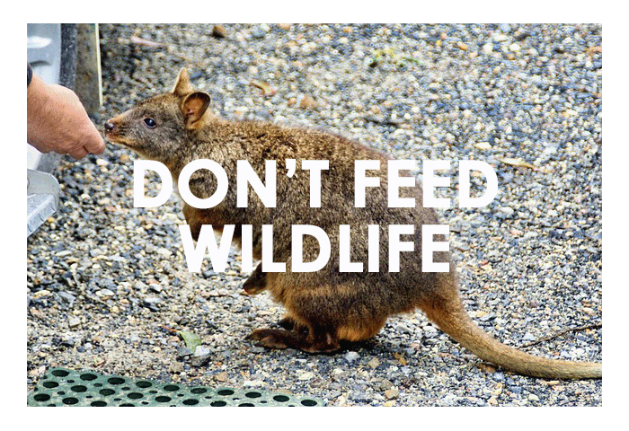 Learn how to help Wildlife near you